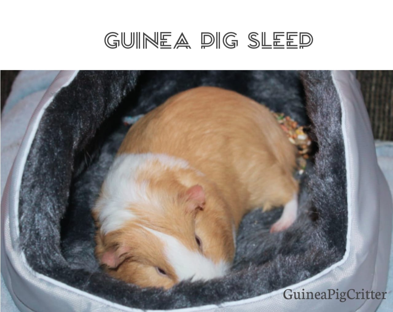 guinea pig sleep