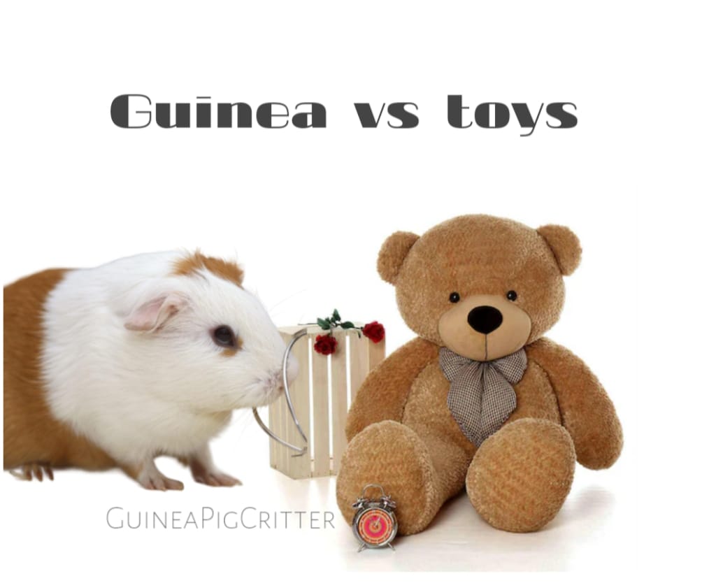 guinea pig toy