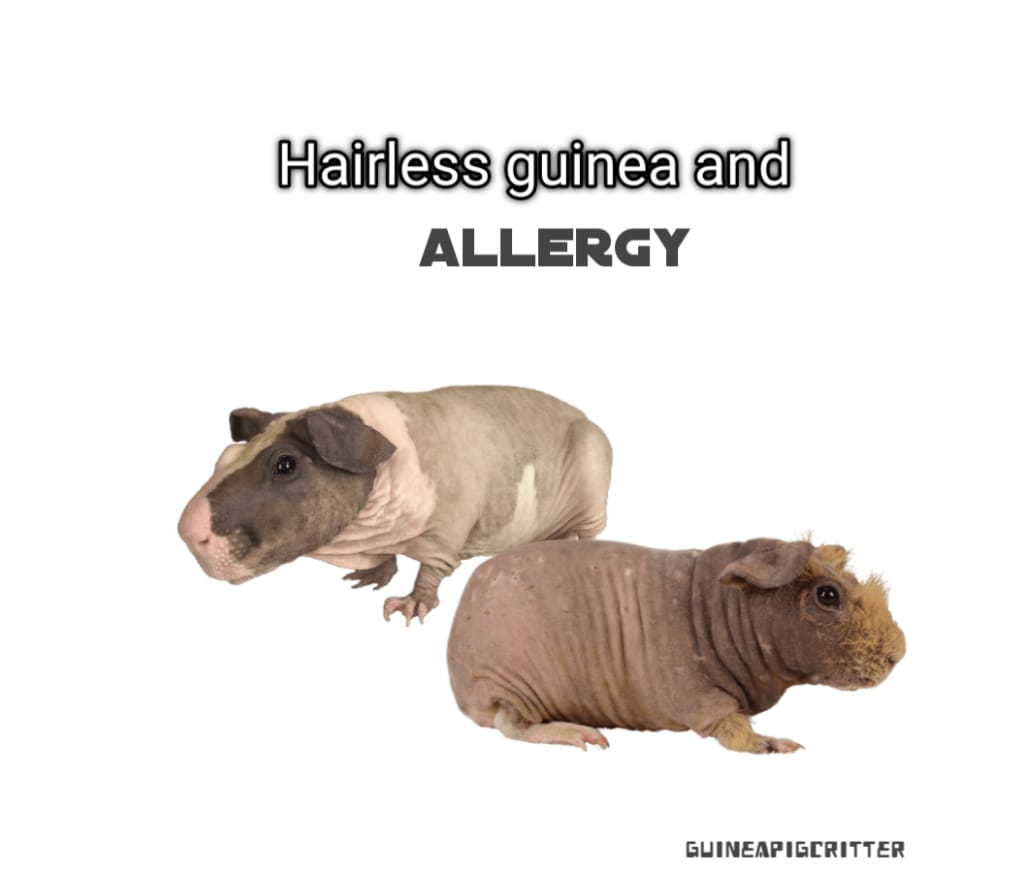 hairless and guinea pig