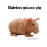 hairless guinea pig