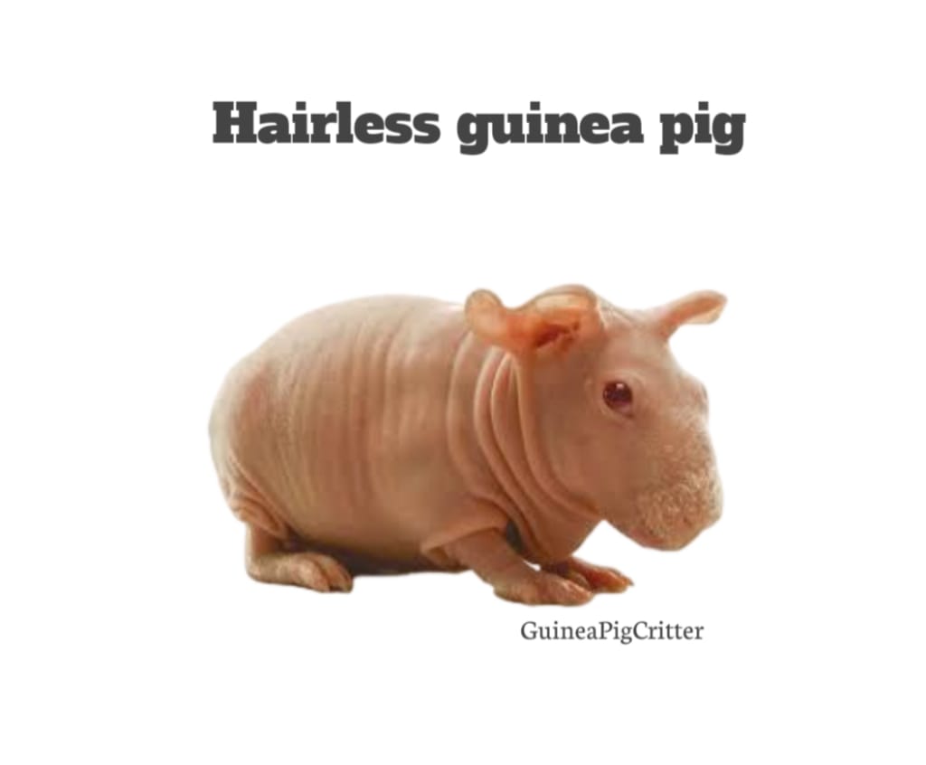 hairless guinea pig