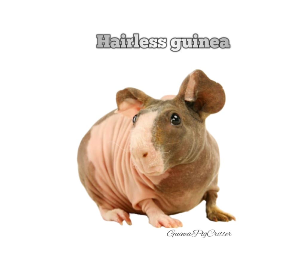 hairless guinea