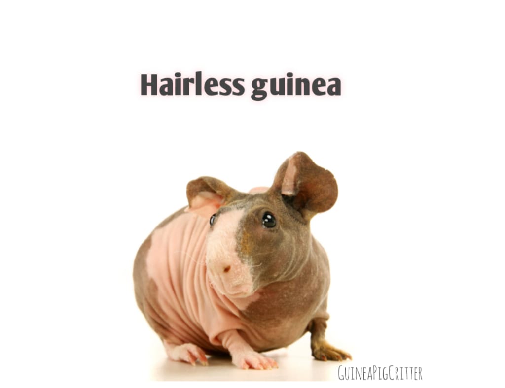 hairless