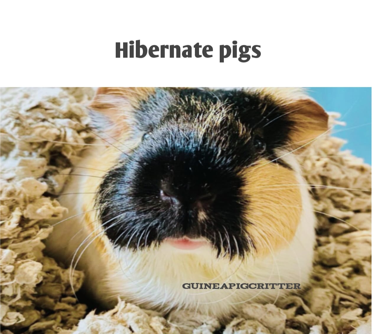 hibernate pigs