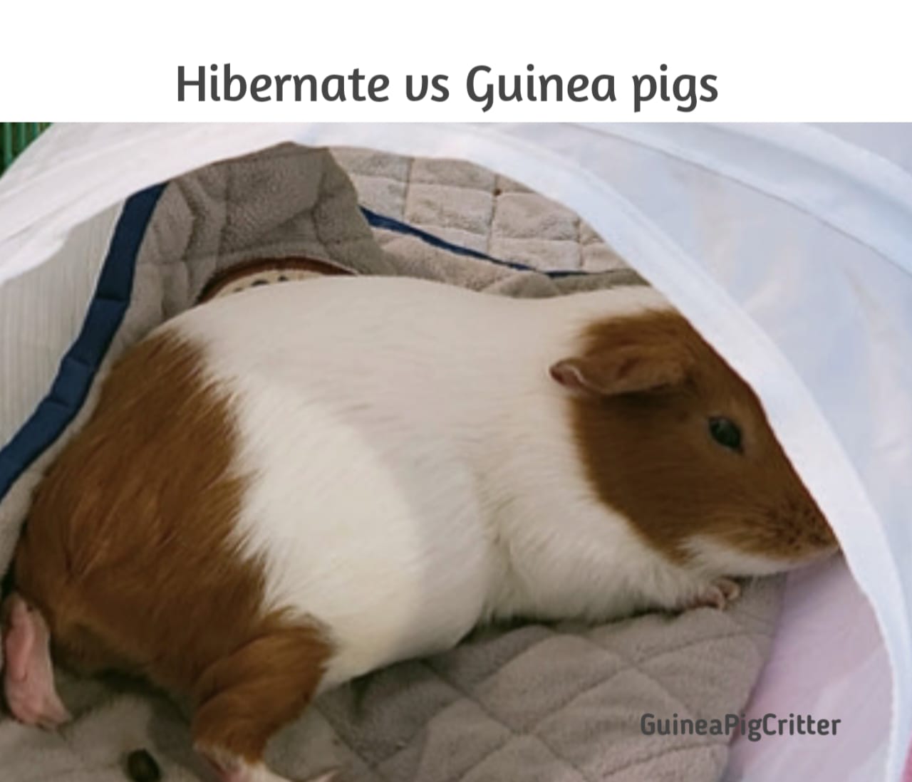 hibernate vs guinea pig