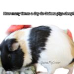 how many times a day do guinea pigs sleep