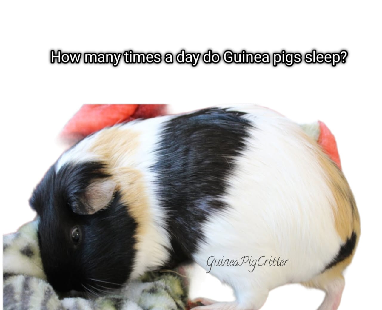 how many times a day do guinea pigs sleep