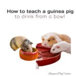 how to teach a guinea pig to drink from a bowl