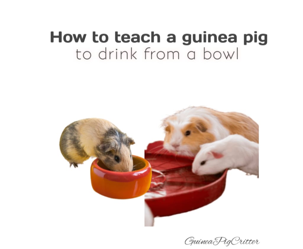 how to teach a guinea pig to drink from a bowl