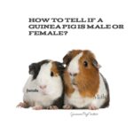 how to tell if a guinea pig is male or female