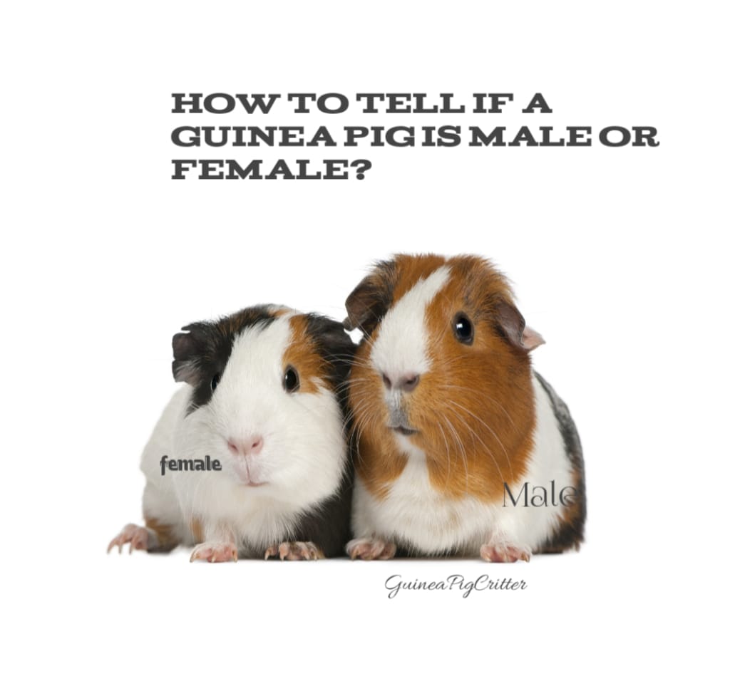 how to tell if a guinea pig is male or female