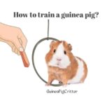 how to train a guinea pig