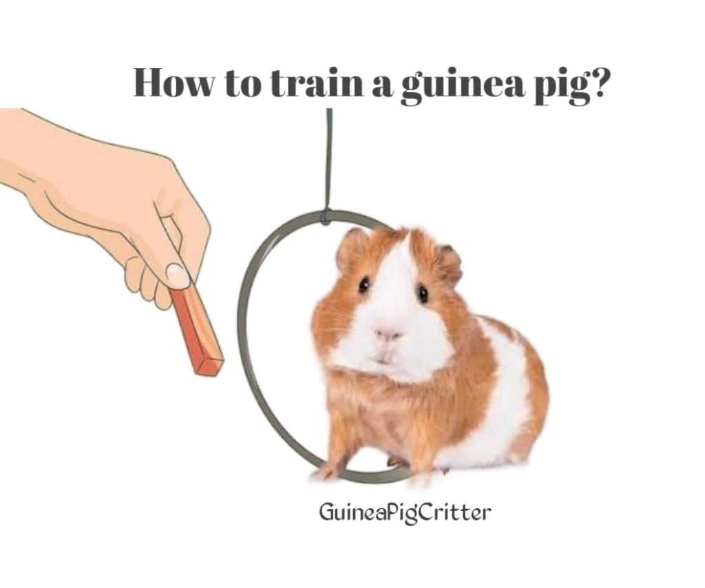 how to train a guinea pig