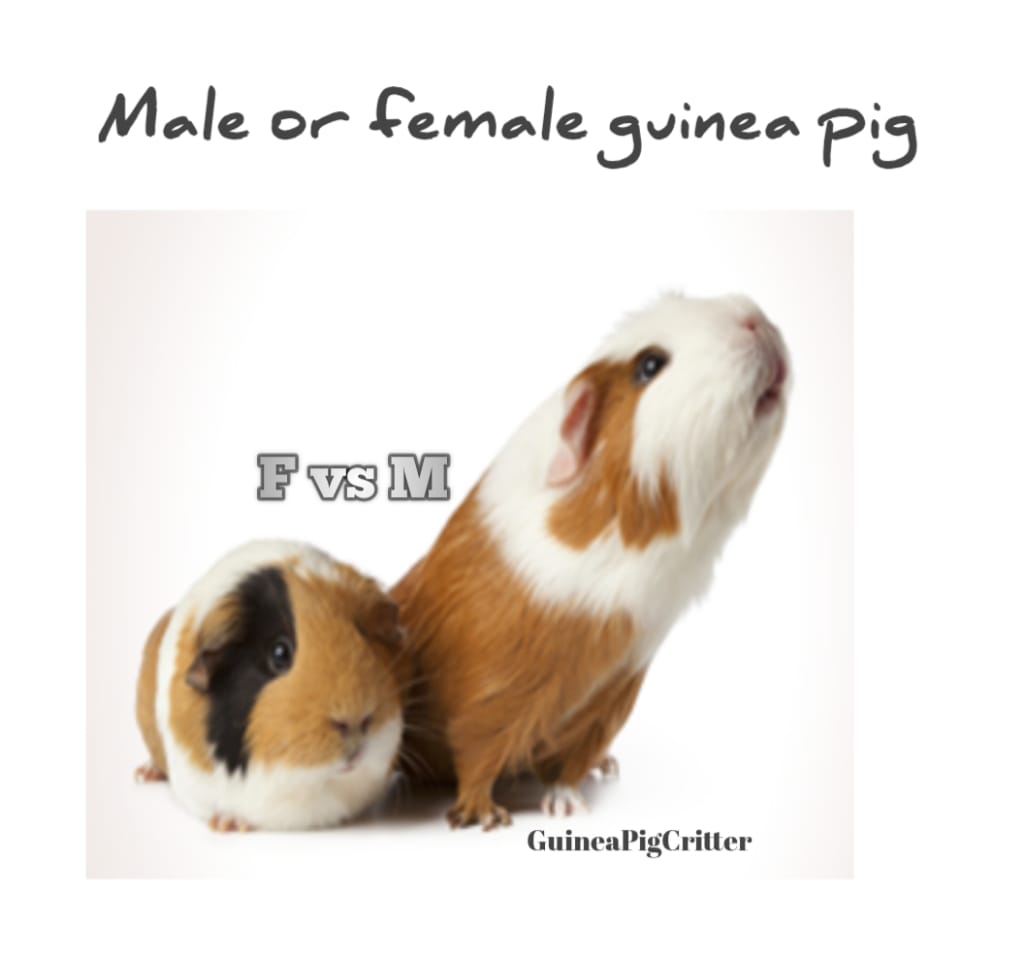 male or female guinea pig