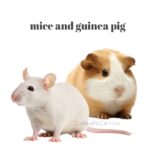 mice and guinea pig