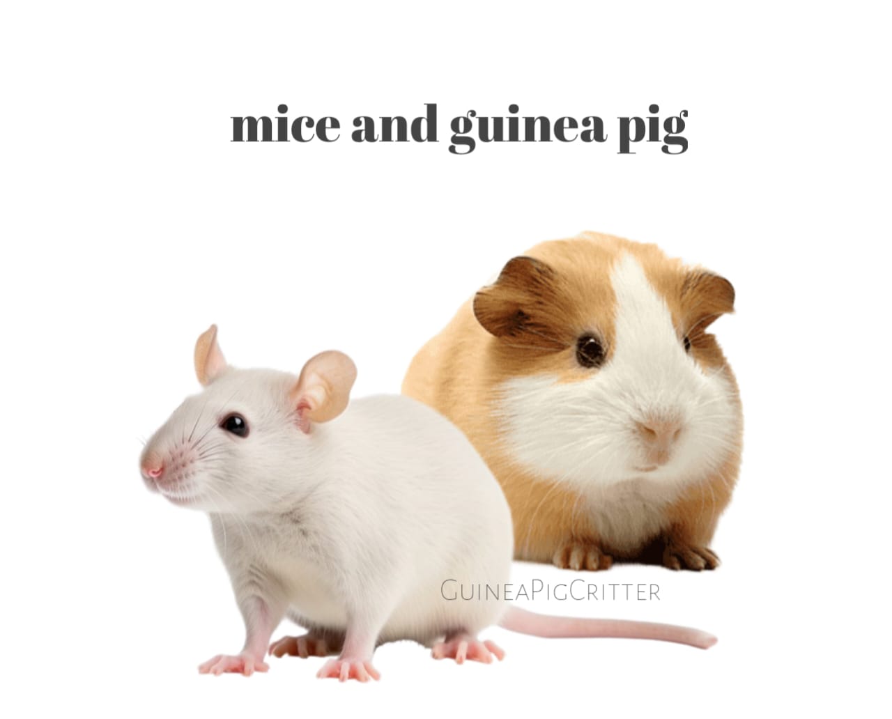 mice and guinea pig