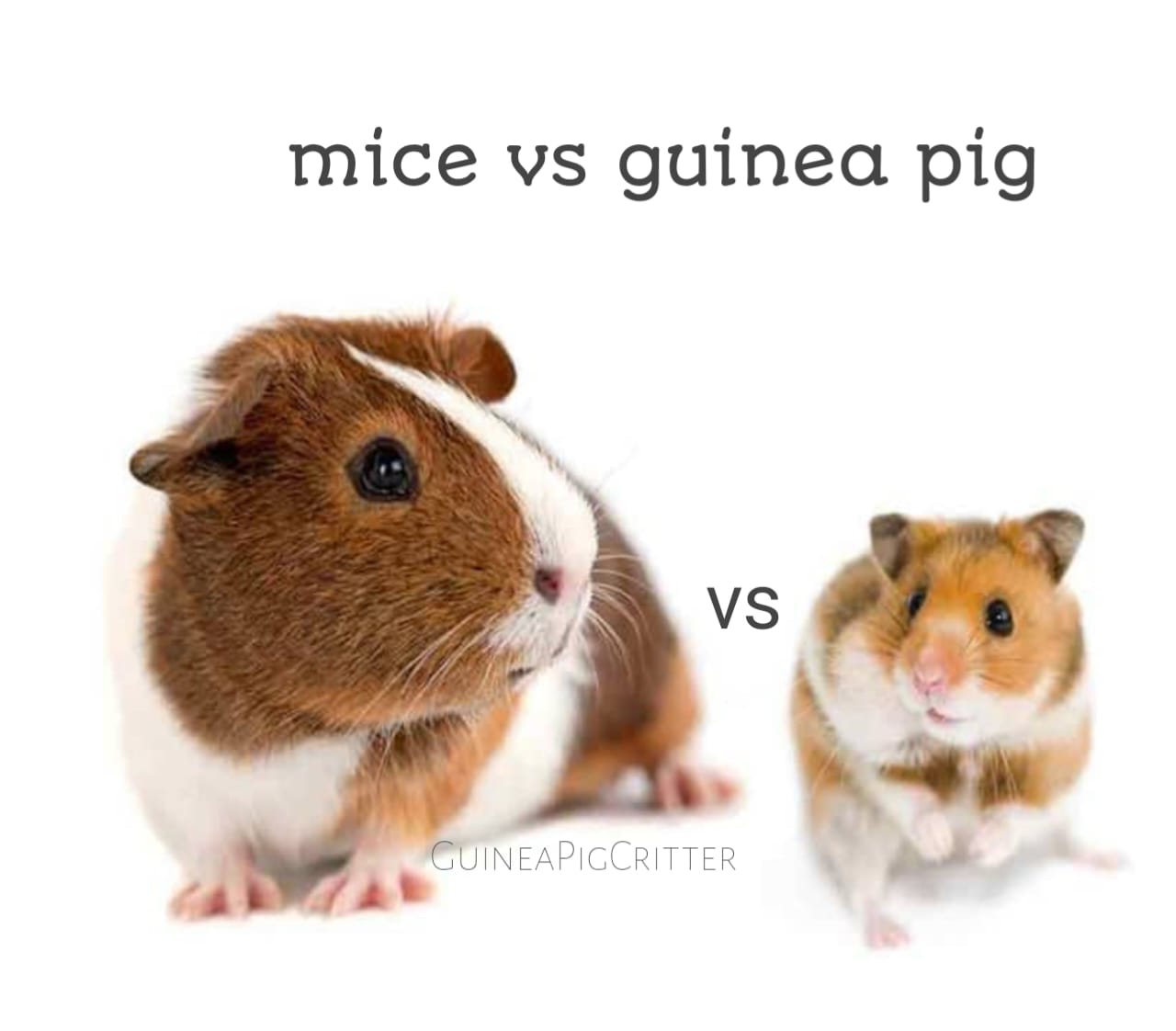 mice vs guinea pig