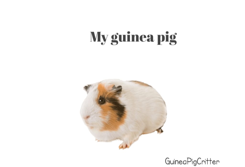 my guinea pig