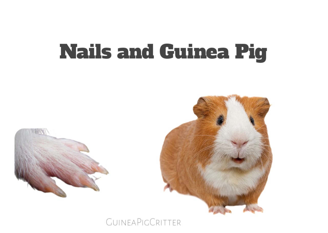 nails and guinea pig