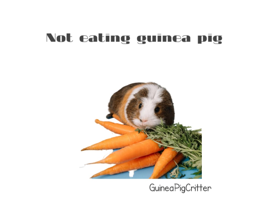 not eating guinea pig