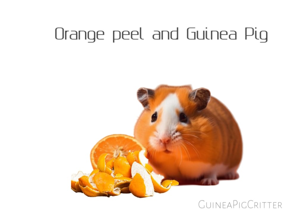 orange peel and guinea pig