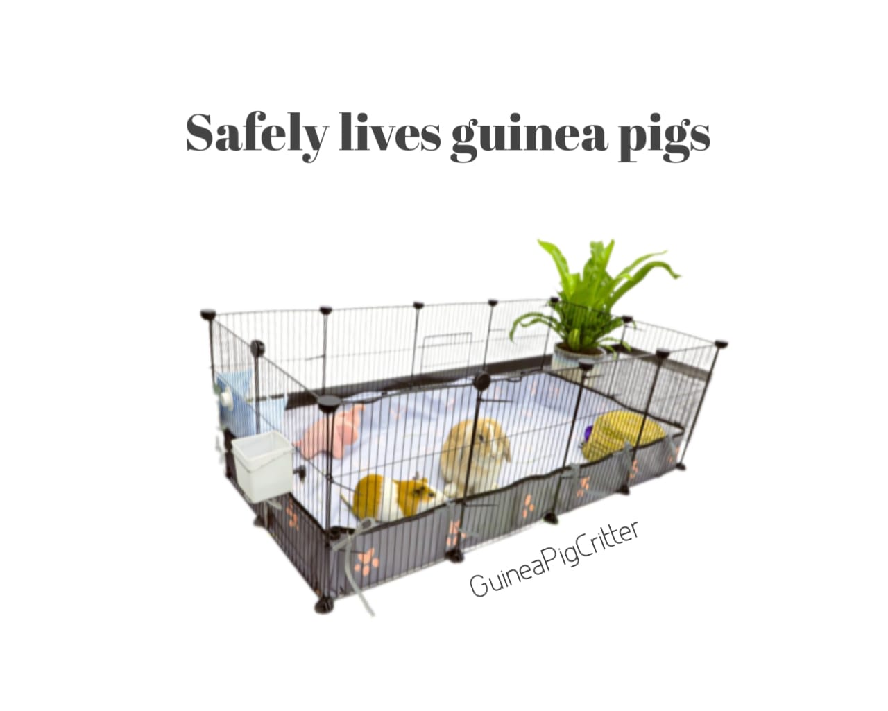 safely lives guinea pig