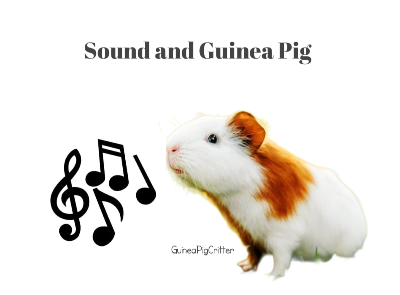 sound and guinea pig