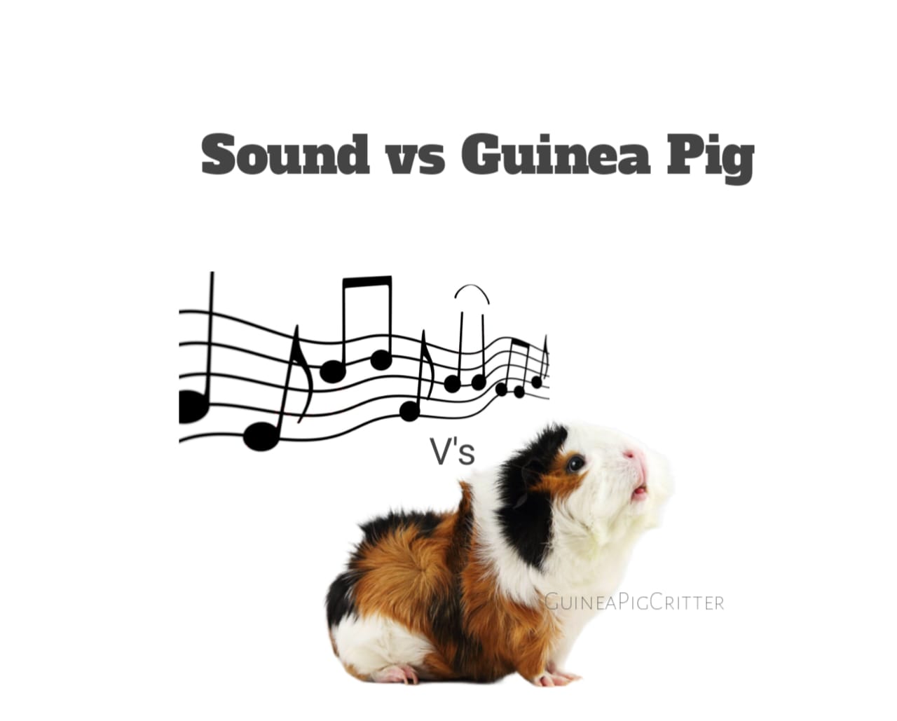 sound vs guinea pig