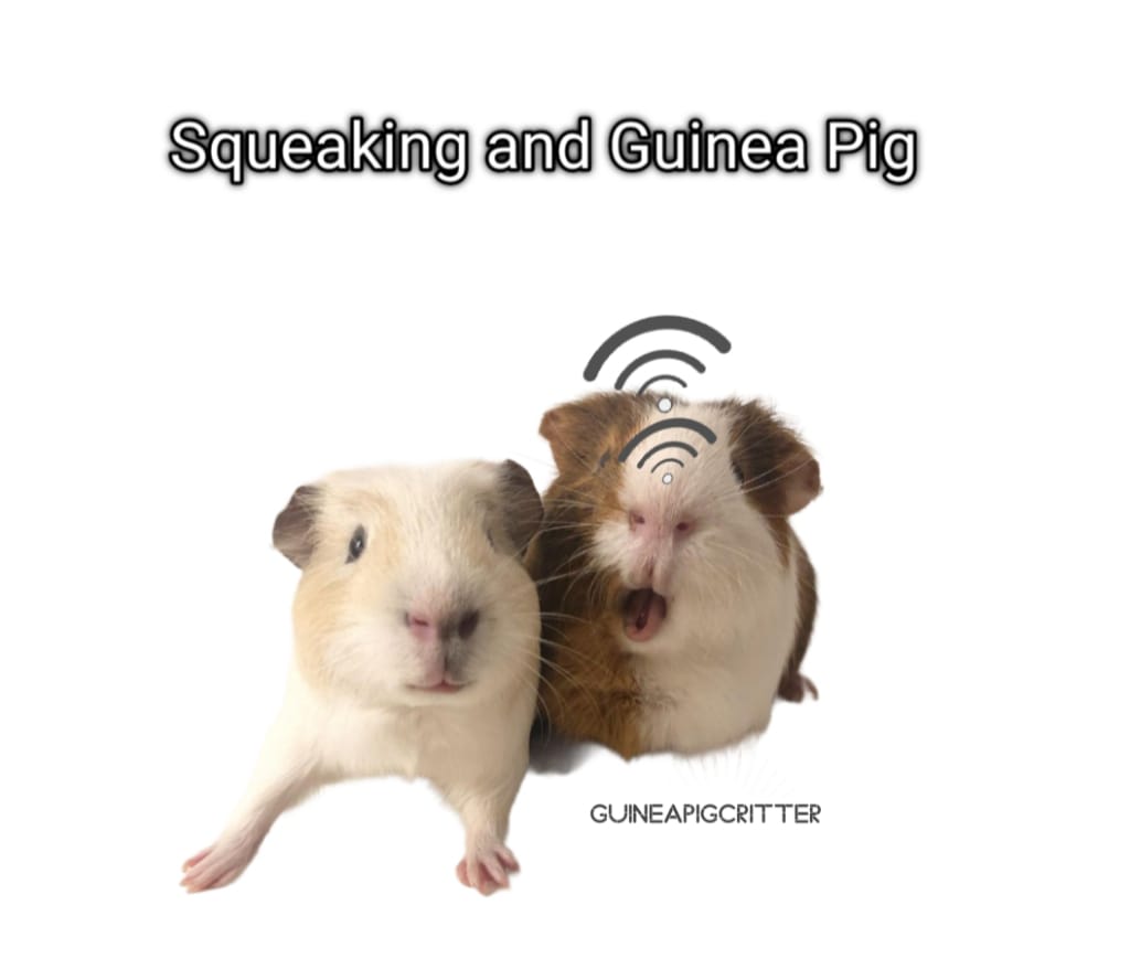 squeaking and guinea pig