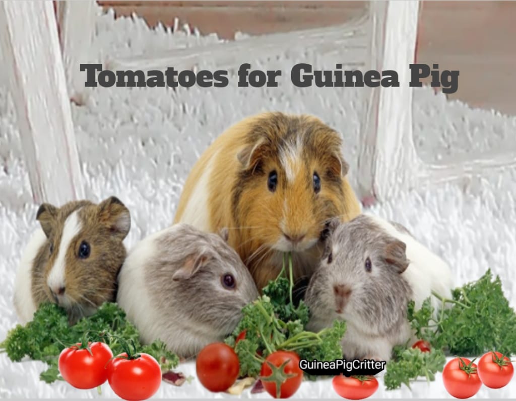 tomatoes for guinea pig