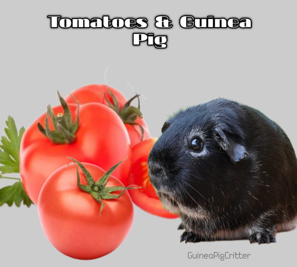 tomatoes & guinea pig