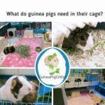 what do guinea pigs need in their cage