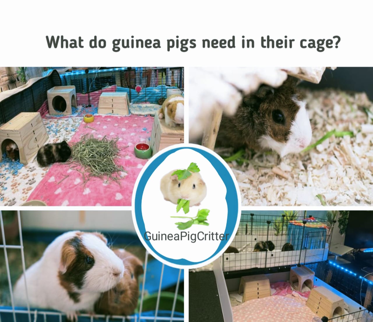 what do guinea pigs need in their cage