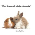 what do you call a baby guinea pig