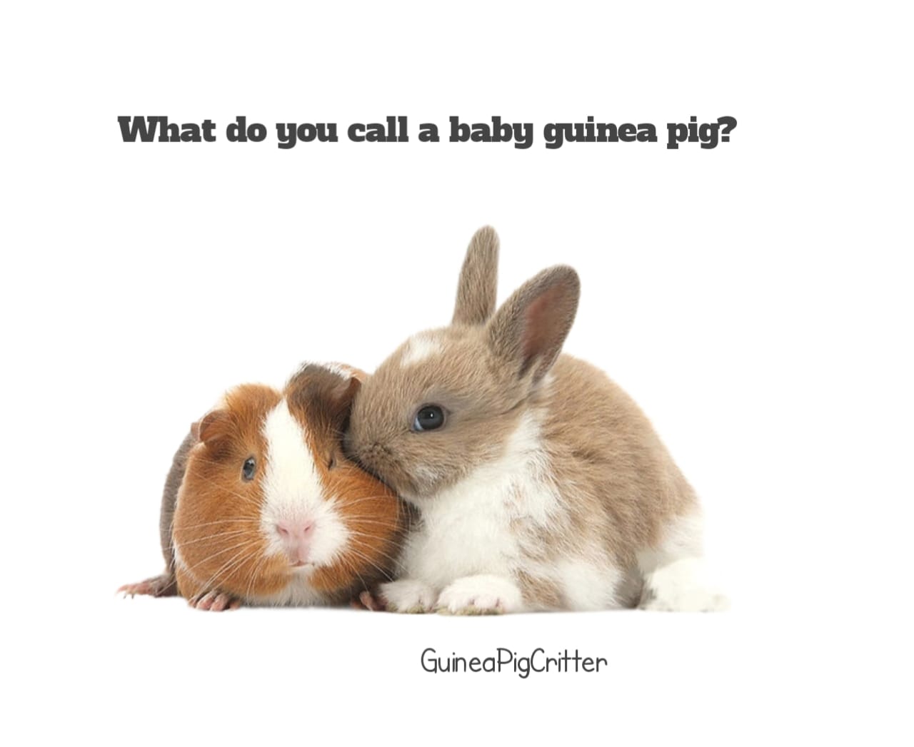 what do you call a baby guinea pig