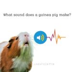 what sound do guinea pigs make