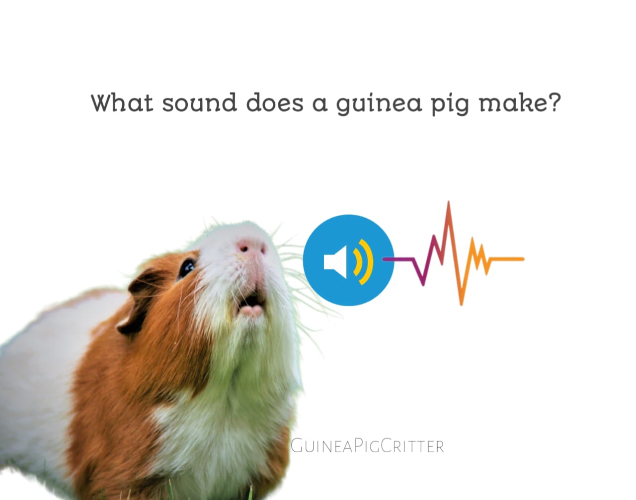 what sound do guinea pigs make