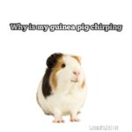 why is my guinea pig chirping