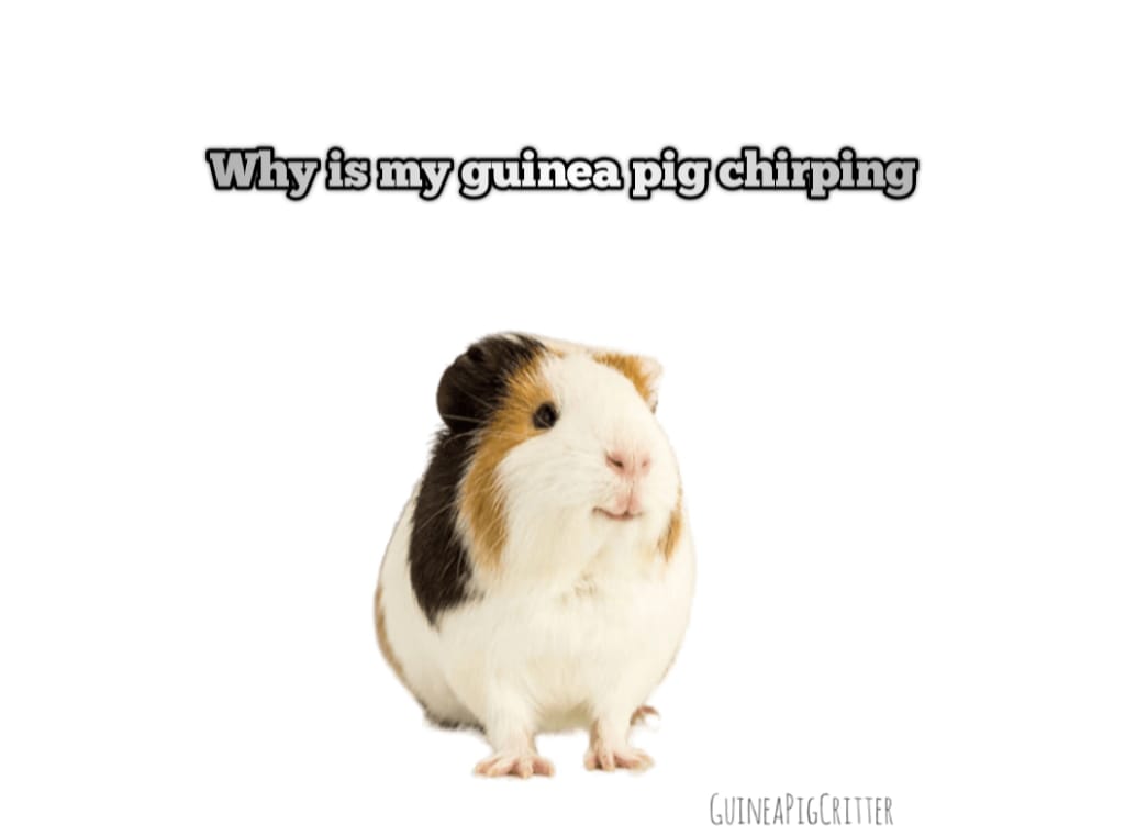 why is my guinea pig chirping