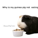 why is my guinea pig not eating