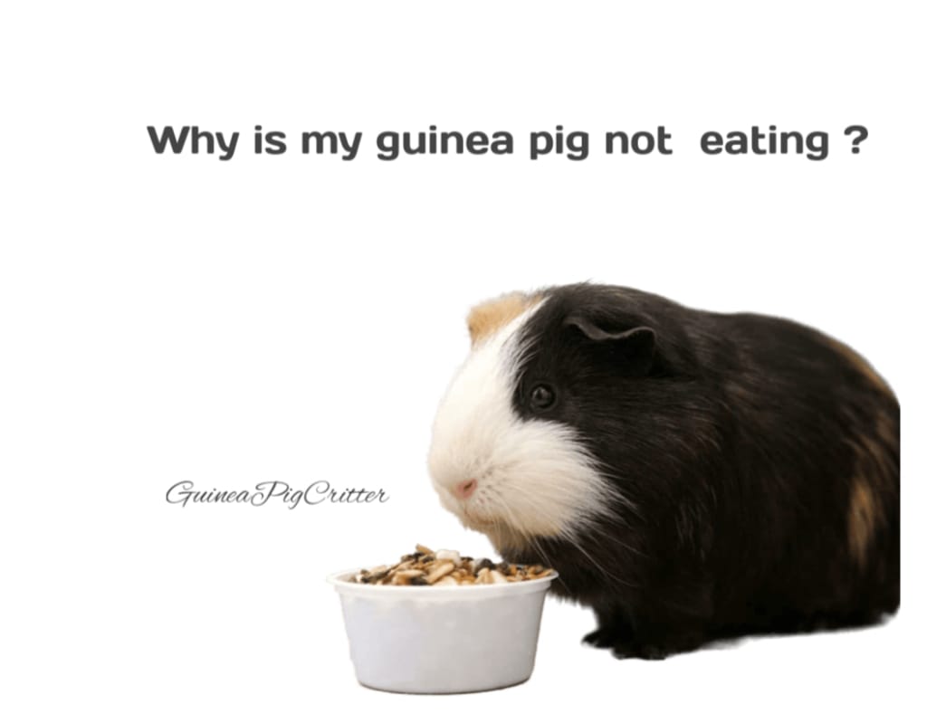 why is my guinea pig not eating