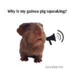 why is my guinea pig squeaking