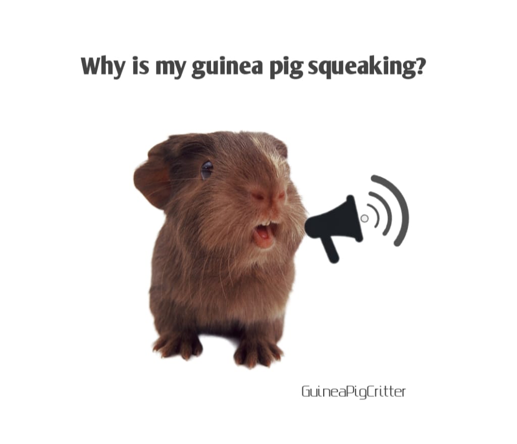 why is my guinea pig squeaking