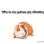 why is my guinea pig vibrating