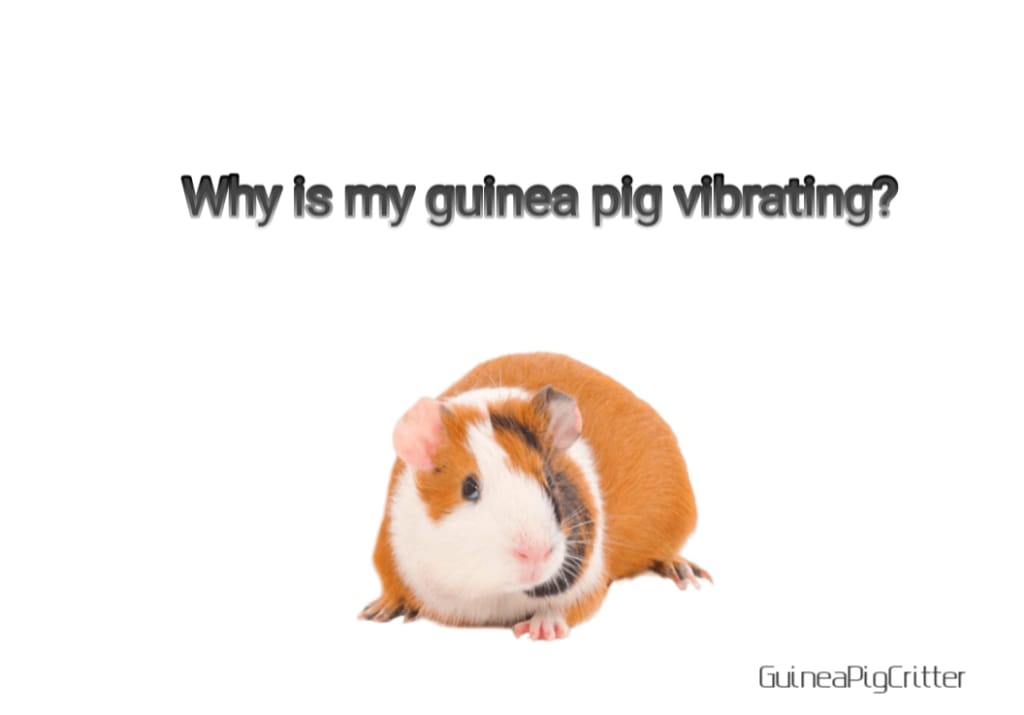 why is my guinea pig vibrating