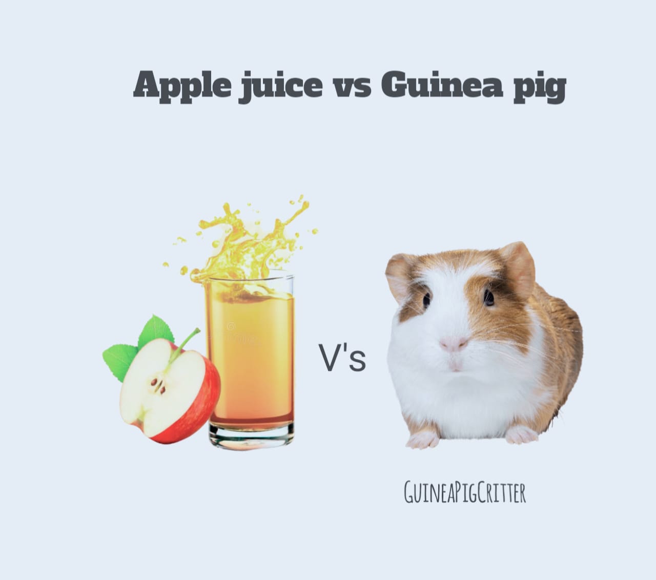 apple vs guinea pig