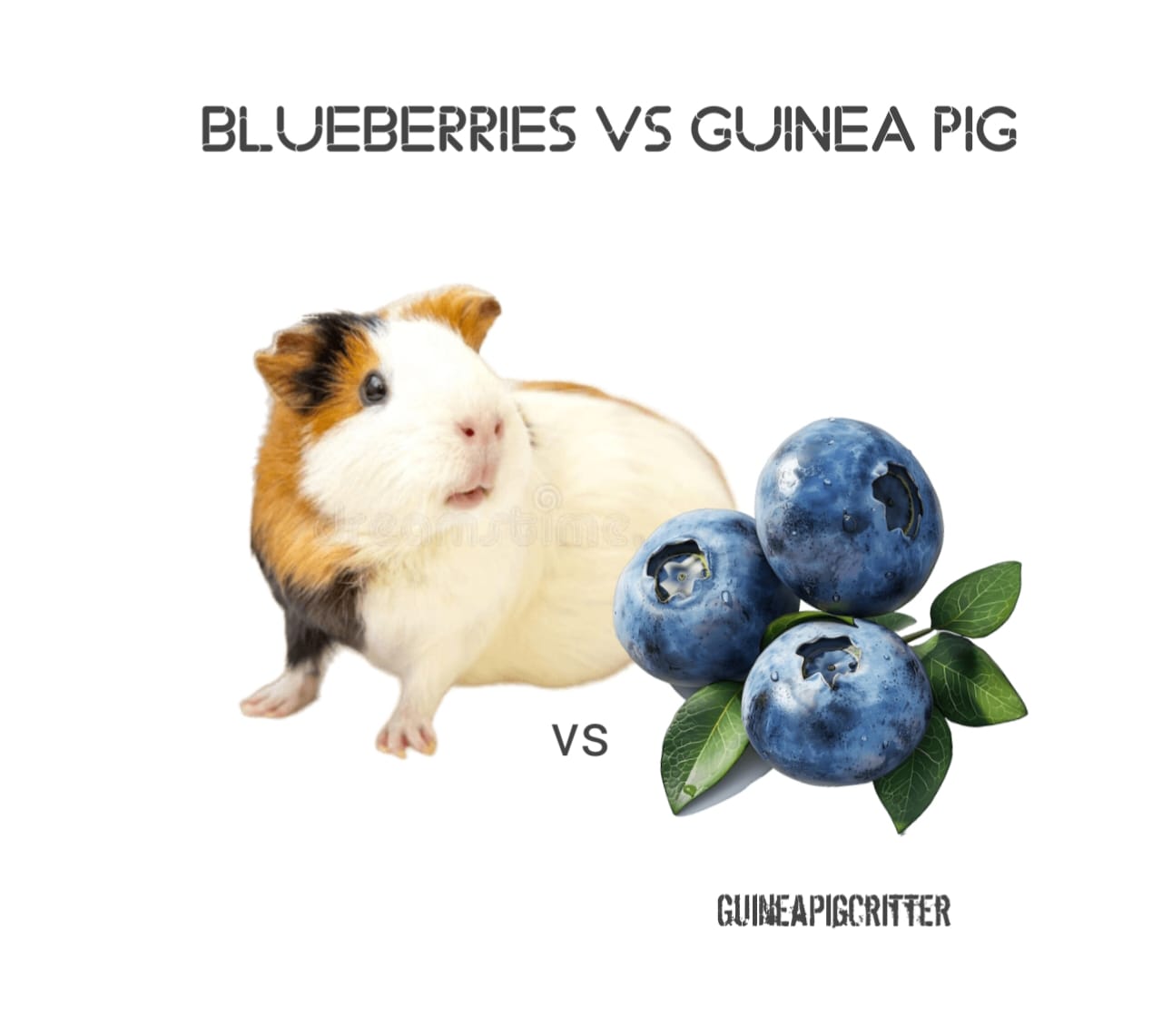 blueberries vs guinea pig