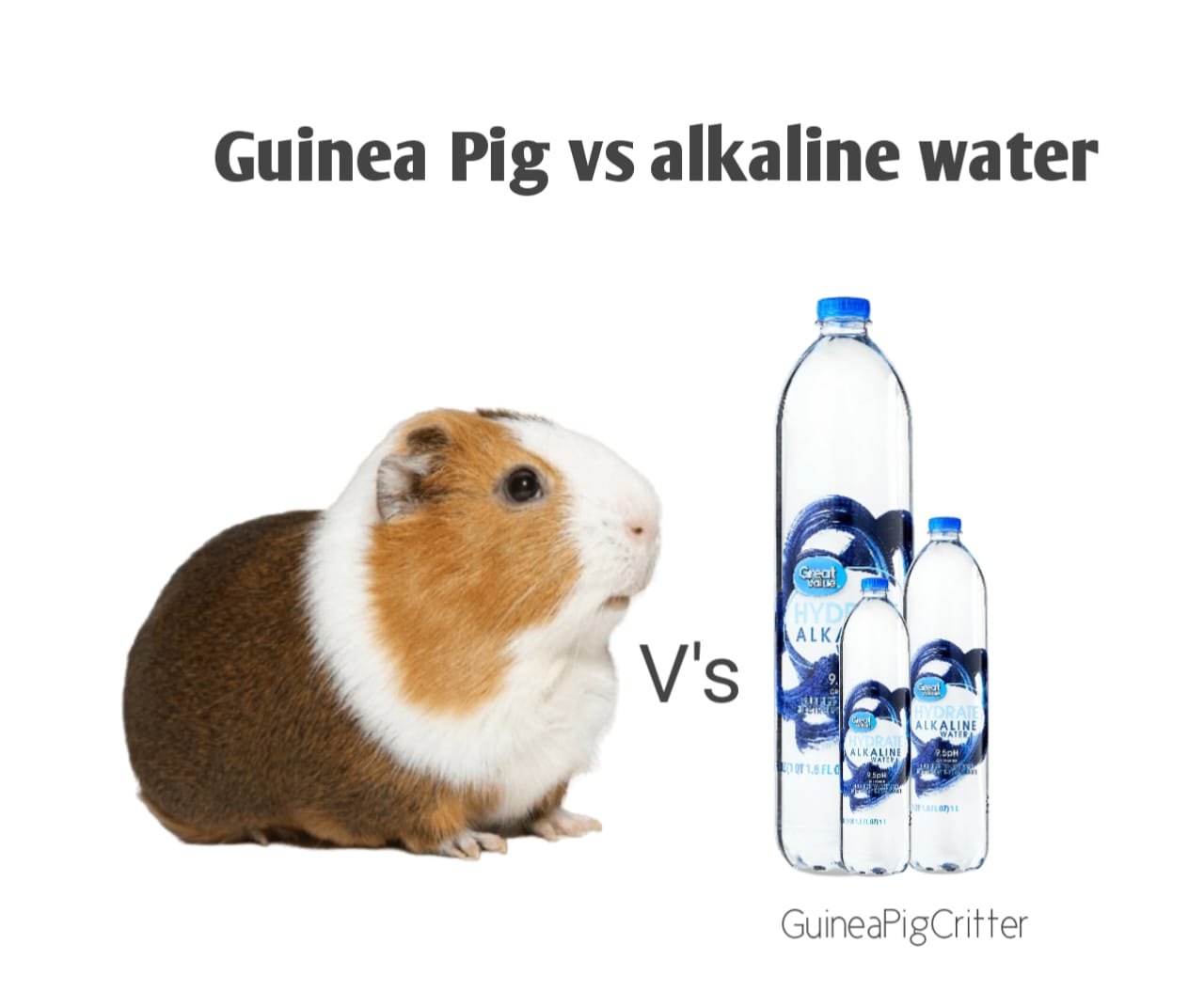 guinea pig vs alkaline water