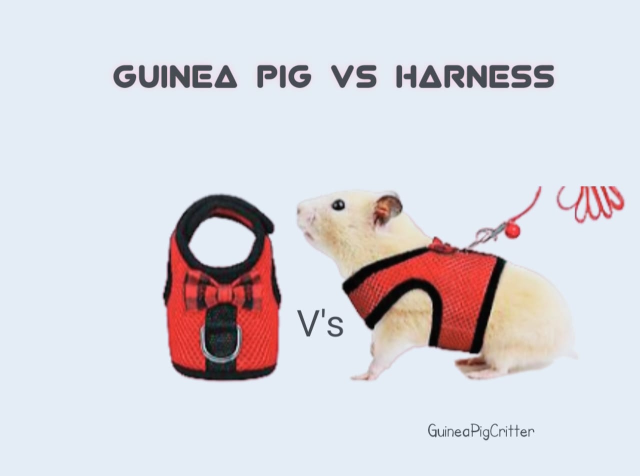 guinea pig vs harness