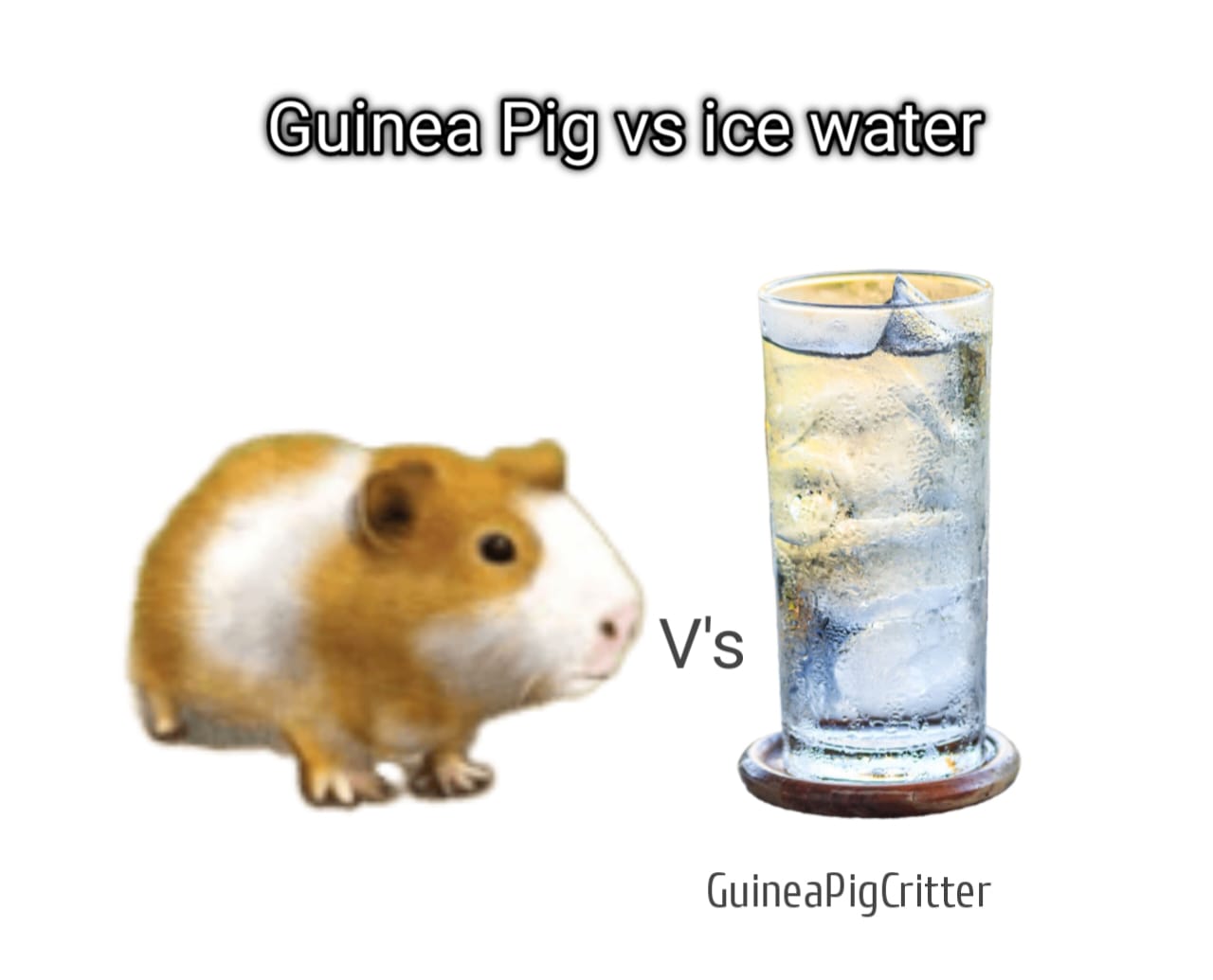 guinea pig vs ice water